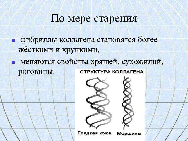 По мере старения n n фибриллы коллагена становятся более жёсткими и хрупкими, меняются свойства