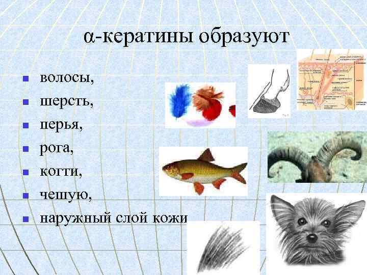 α-кератины образуют n n n n волосы, шерсть, перья, рога, когти, чешую, наружный слой