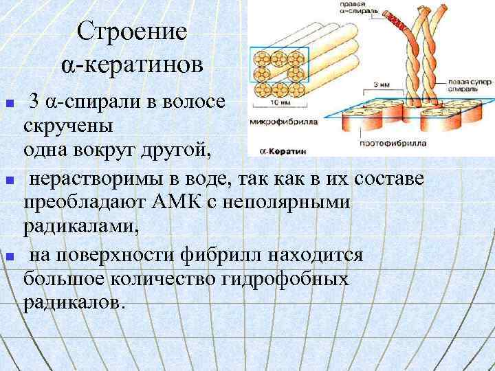 Строение α-кератинов n n n 3 α-спирали в волосе скручены одна вокруг другой, нерастворимы
