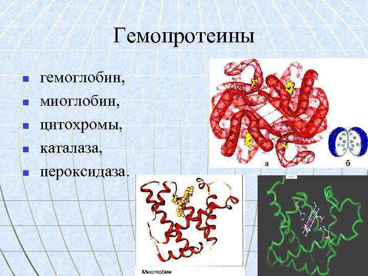 Гемопротеины n n n гемоглобин, миоглобин, цитохромы, каталаза, пероксидаза. 