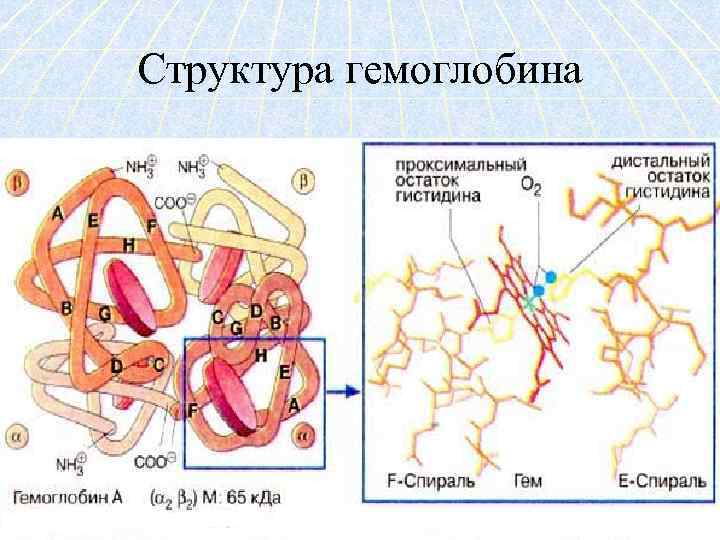 Структура гемоглобина 