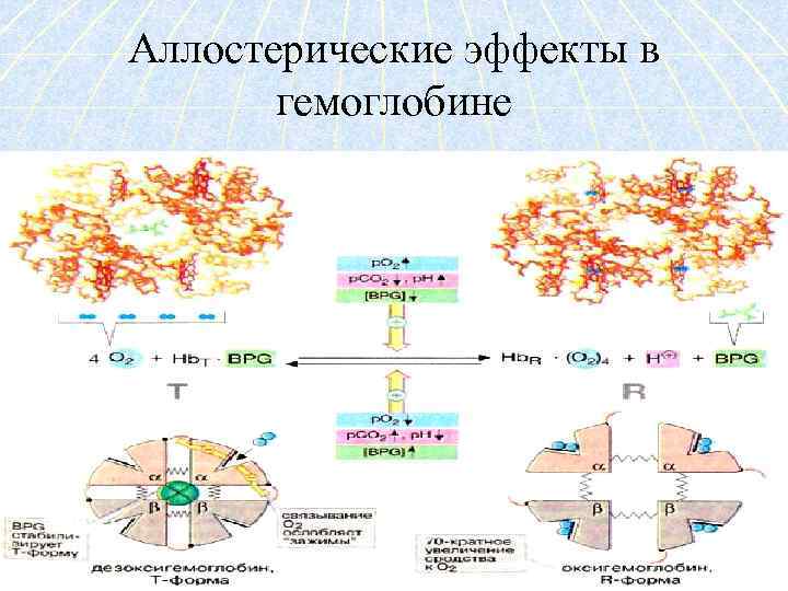 Аллостерические эффекты в гемоглобине 