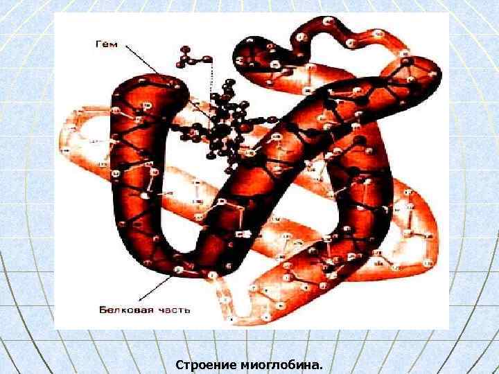 Строение миоглобина. 