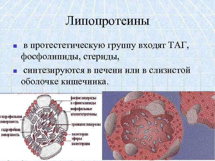Липопротеины n n в протестетическую группу входят ТАГ, фосфолипиды, стериды, синтезируются в печени или