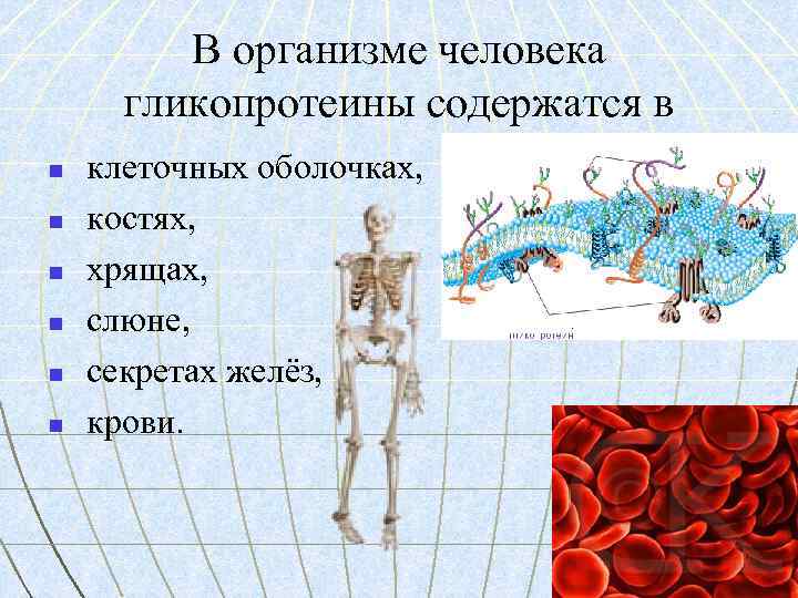 В организме человека гликопротеины содержатся в n n n клеточных оболочках, костях, хрящах, слюне,