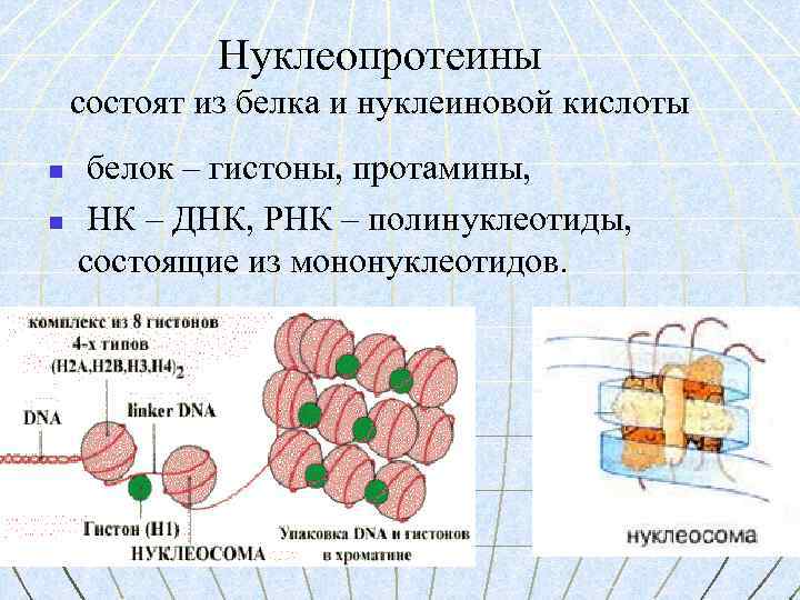 Нуклеопротеины состоят из белка и нуклеиновой кислоты n n белок – гистоны, протамины, НК