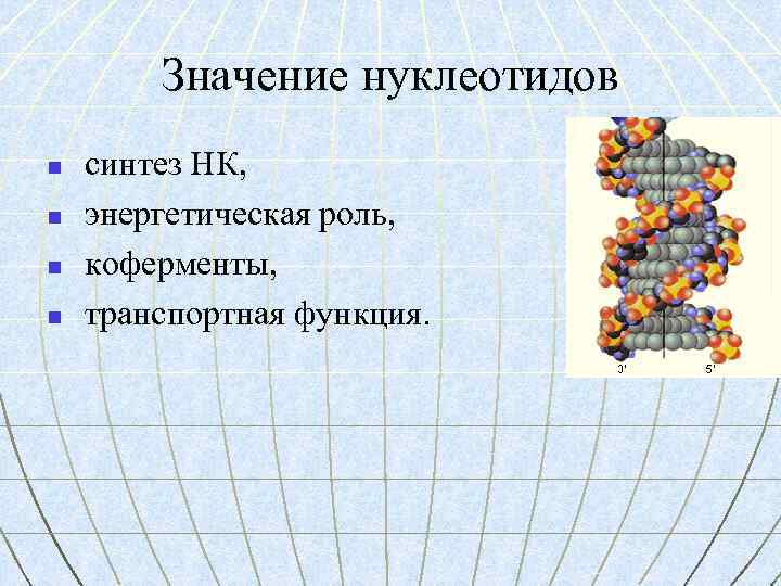 Значение нуклеотидов n n синтез НК, энергетическая роль, коферменты, транспортная функция. 