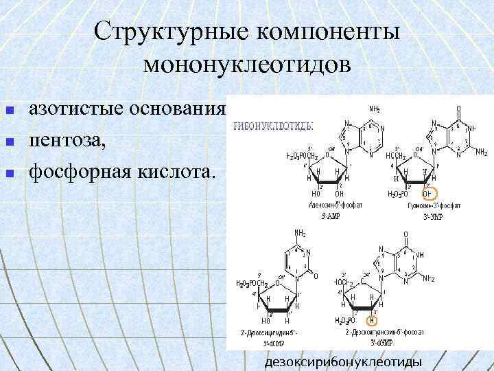 Структурные компоненты мононуклеотидов n n n азотистые основания, пентоза, фосфорная кислота. дезоксирибонуклеотиды 