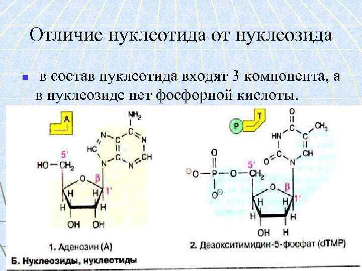 Отличие нуклеотида от нуклеозида n в состав нуклеотида входят 3 компонента, а в нуклеозиде