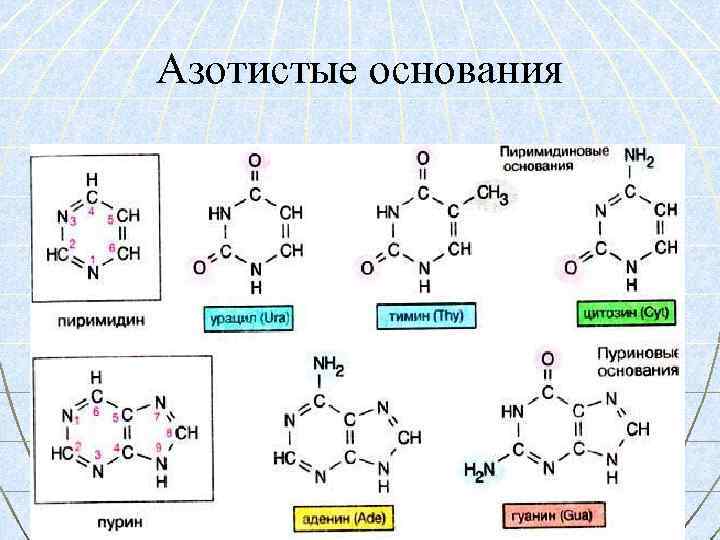Азотистые основания 