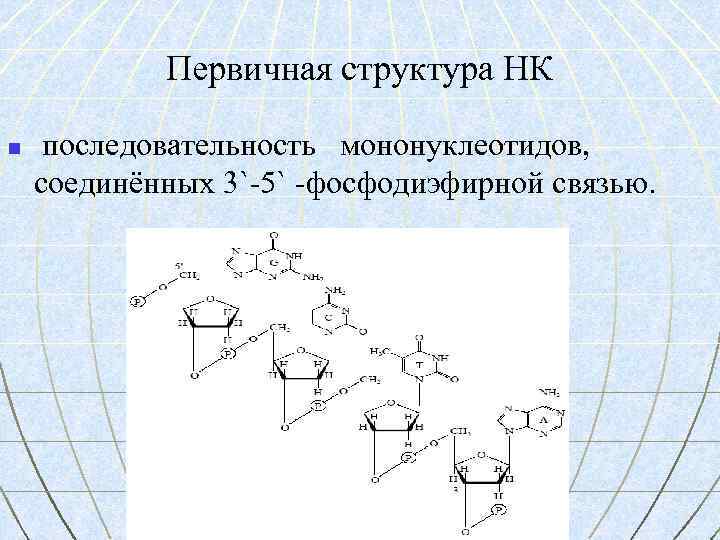 Первичная структура НК n последовательность мононуклеотидов, соединённых 3`-5` -фосфодиэфирной связью. 