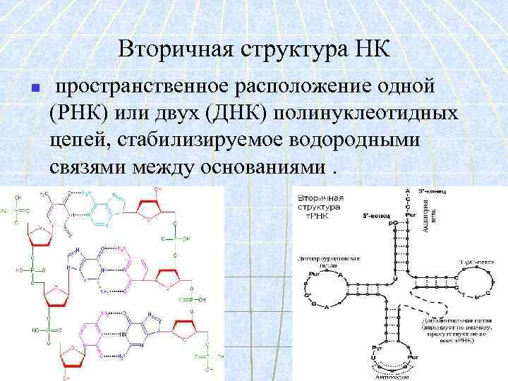 Вторичная структура НК n пространственное расположение одной (РНК) или двух (ДНК) полинуклеотидных цепей, стабилизируемое