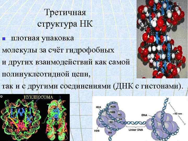 Третичная структура НК плотная упаковка молекулы за счёт гидрофобных и других взаимодействий как самой