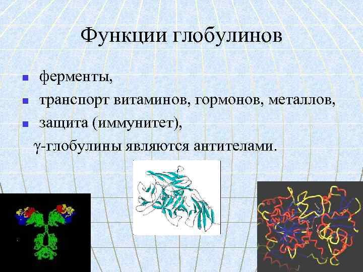 Функции глобулинов ферменты, n транспорт витаминов, гормонов, металлов, n защита (иммунитет), γ-глобулины являются антителами.