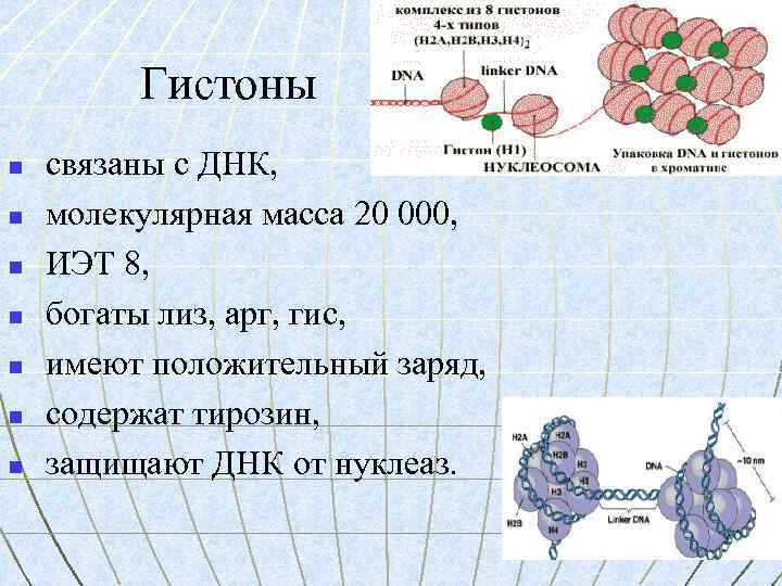 Гистоны n n n n связаны с ДНК, молекулярная масса 20 000, ИЭТ 8,