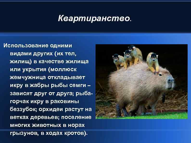 Квартиранство. Использование одними видами других (их тел, жилищ) в качестве жилища или укрытия (моллюск