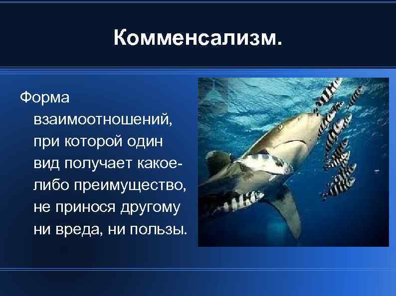 Комменсализм. Форма взаимоотношений, при которой один вид получает какоелибо преимущество, не принося другому ни