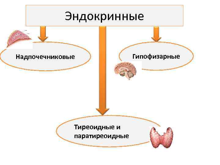 Эндокринные Надпочечниковые Тиреоидные и паратиреоидные Гипофизарные 