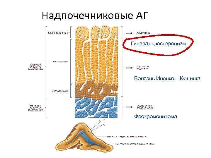 Надпочечниковые АГ Гиперальдостеронизм Болезнь Иценко – Кушинга Феохромоцитома 