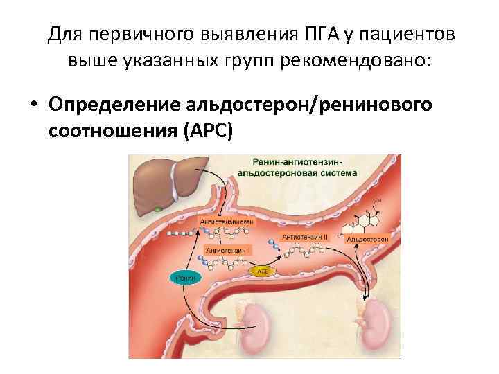  Для первичного выявления ПГА у пациентов выше указанных групп рекомендовано: • Определение альдостерон/ренинового