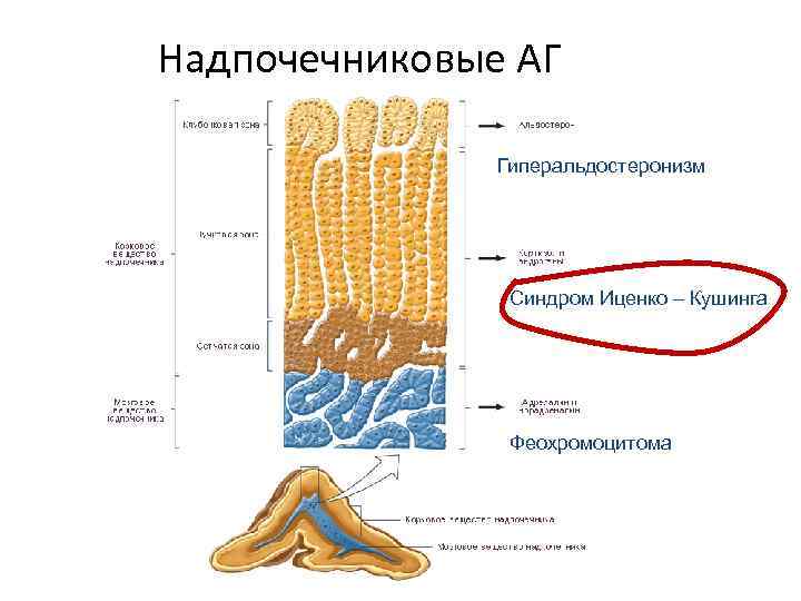Надпочечниковые АГ Гиперальдостеронизм Синдром Иценко – Кушинга Феохромоцитома 