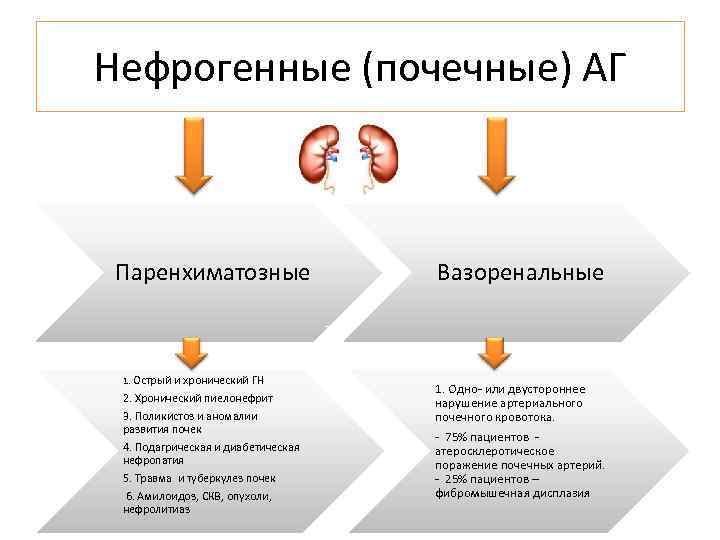 Нефрогенные (почечные) АГ Паренхиматозные 1. Острый и хронический ГН 2. Хронический пиелонефрит 3. Поликистоз