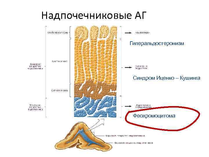 Надпочечниковые АГ Гиперальдостеронизм Синдром Иценко – Кушинга Феохромоцитома 