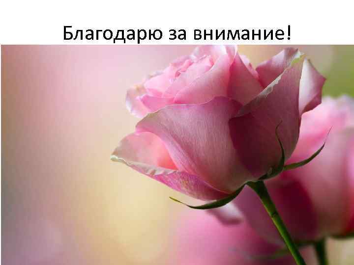 Благодарю за внимание! 