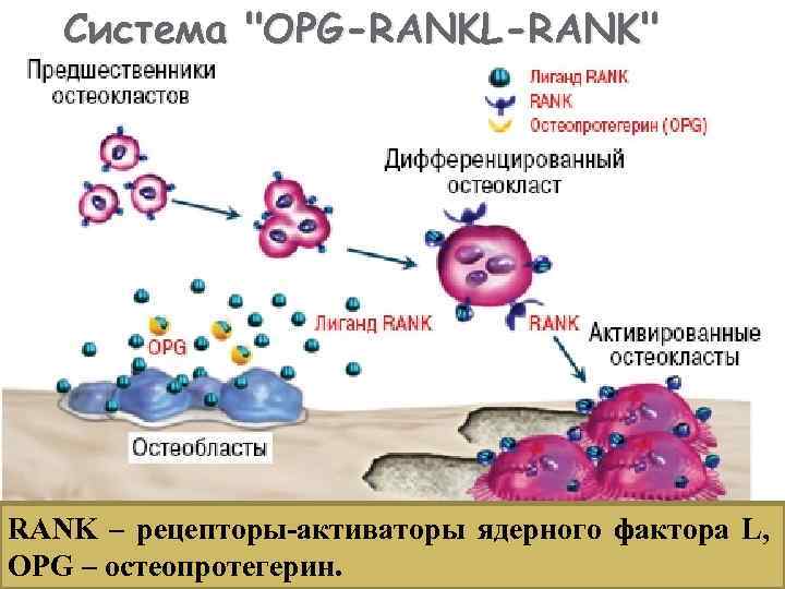 Система "OPG-RANKL-RANK" RANK – рецепторы-активаторы ядерного фактора L, OPG – остеопротегерин. 