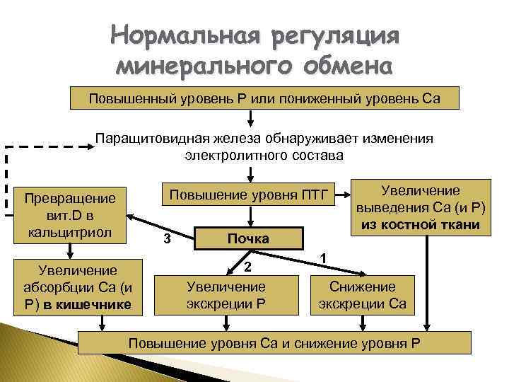 Минеральный обмен. Механизмы регуляции водно-минерального обмена.. Обмен Минеральных веществ в организме схема. Регуляция минерального обмена.