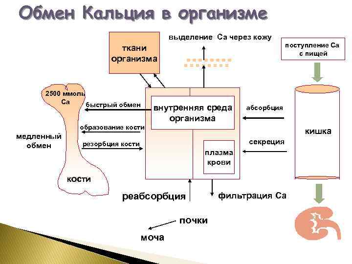 Кальций схема образования