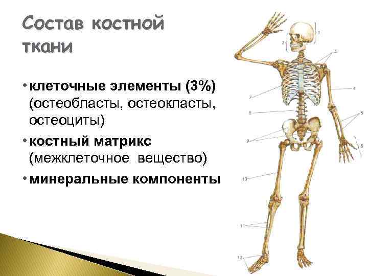 Состав костной ткани • клеточные элементы (3%) (остеобласты, остеокласты, остеоциты) • костный матрикс (межклеточное