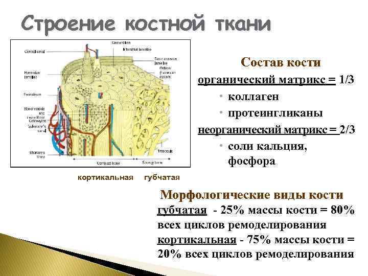 Строение костной ткани Состав кости органический матрикс = 1/3 коллаген протеингликаны неорганический матрикс =