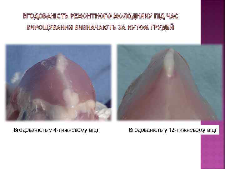 Вгодованість у 4 -тижневому віці Вгодованість у 12 -тижневому віці 