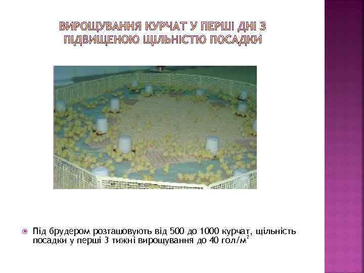  Під брудером розташовують від 500 до 1000 курчат, щільність посадки у перші 3