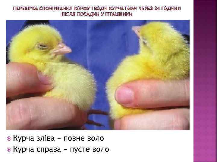  Курча зліва − повне воло Курча справа − пусте воло 