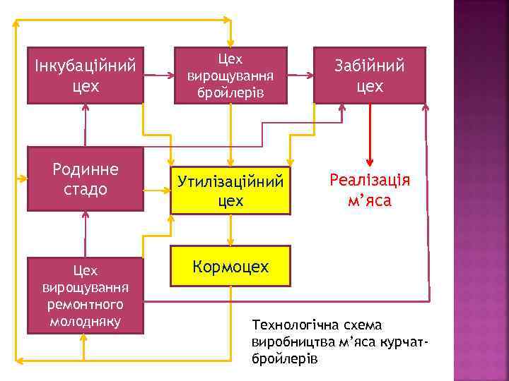 Інкубаційний цех Родинне стадо Цех вирощування ремонтного молодняку Цех вирощування бройлерів Забійний цех Утилізаційний