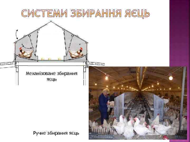 Механізоване збирання яєць Ручне збирання яєць 
