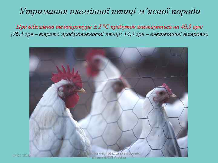 Утримання племінної птиці м’ясної породи При відхиленні температури 2 ⁰С прибуток зменшується на 40,