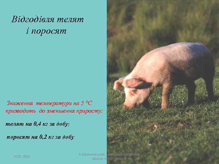 Відгодівля телят і поросят Зниження температури на 5 ⁰С призводить до зменшення приросту: телят