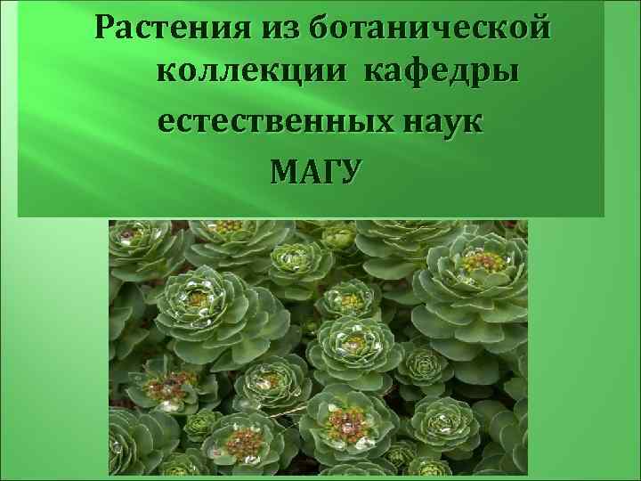 Растения из ботанической коллекции кафедры естественных наук МАГУ 