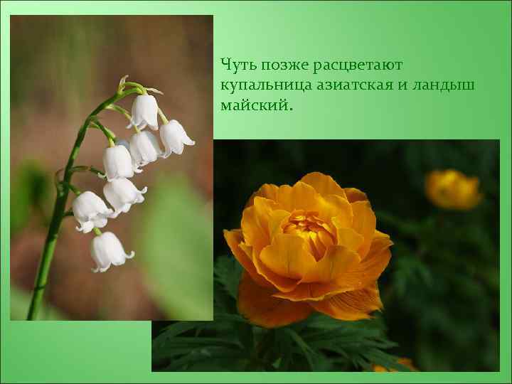 Чуть позже расцветают купальница азиатская и ландыш майский. 