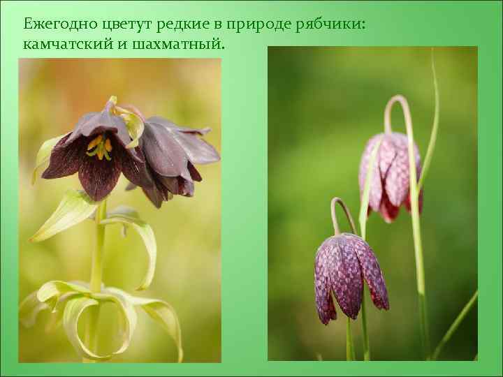 Ежегодно цветут редкие в природе рябчики: камчатский и шахматный. 