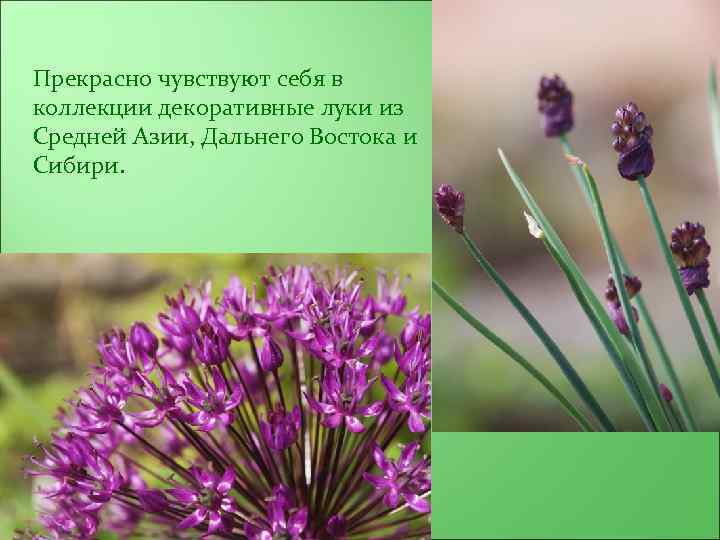Прекрасно чувствуют себя в коллекции декоративные луки из Средней Азии, Дальнего Востока и Сибири.