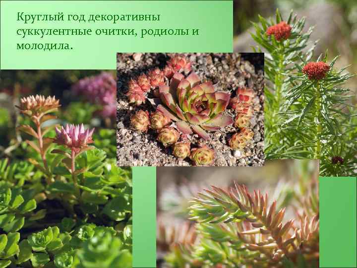 Круглый год декоративны суккулентные очитки, родиолы и молодила. 