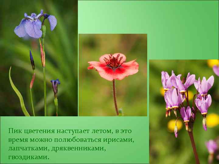 Пик цветения наступает летом, в это время можно полюбоваться ирисами, лапчатками, дряквенниками, гвоздиками. 