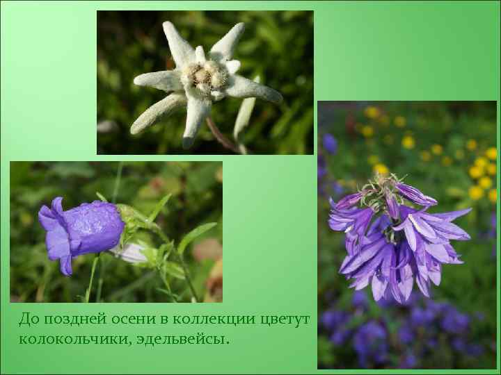 До поздней осени в коллекции цветут колокольчики, эдельвейсы. 