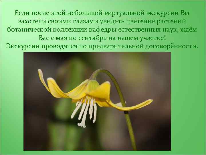 Если после этой небольшой виртуальной экскурсии Вы захотели своими глазами увидеть цветение растений ботанической