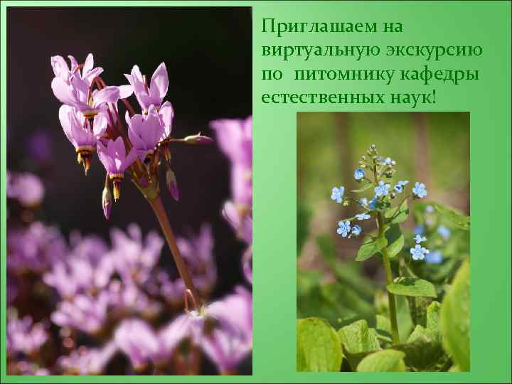 Приглашаем на виртуальную экскурсию по питомнику кафедры естественных наук! 