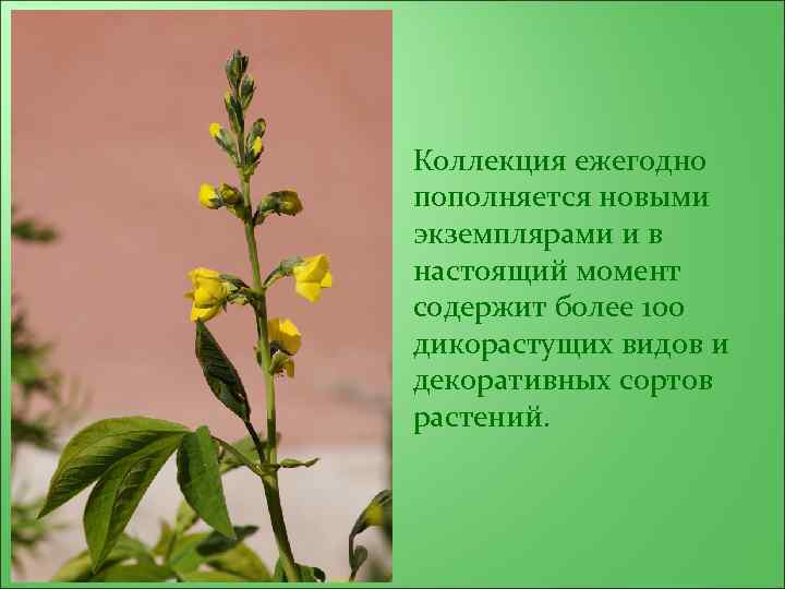 Коллекция ежегодно пополняется новыми экземплярами и в настоящий момент содержит более 100 дикорастущих видов
